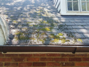 moss and mold grow on a shingled roof showing fungus damage